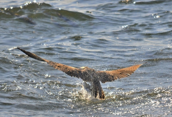 DSC8_8800 (2)