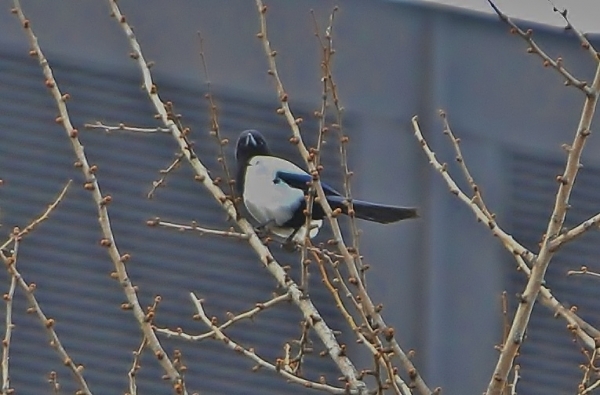 DSC5_6636 (3)