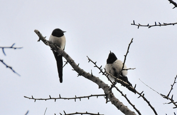 DSC5_6589 (2)