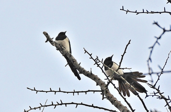DSC5_6567 (35)