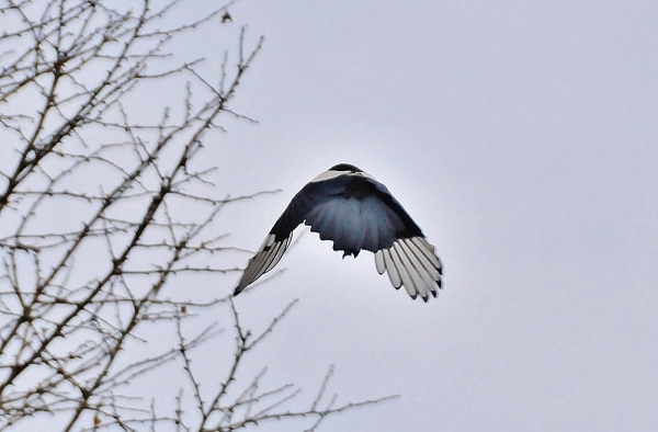 DSC5_6552 (3)