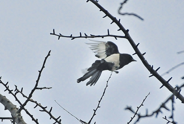 DSC5_6609 (4)