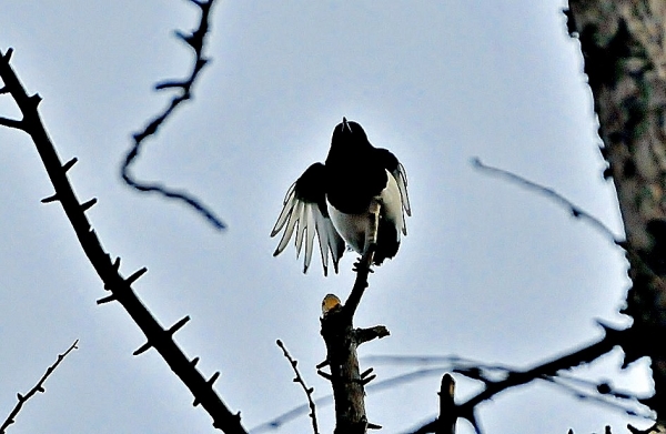 DSC5_6618 (3)