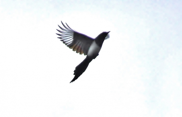 DSC5_6741 (2)