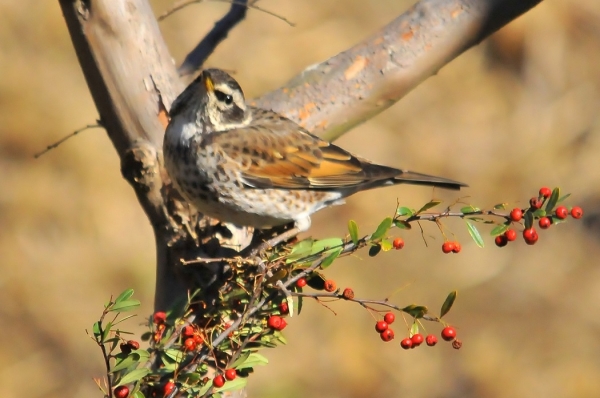 DSC5_8189 (5)