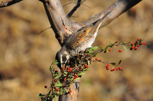 DSC5_8174 (5)