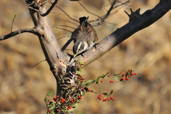 DSC5_8142 (3)