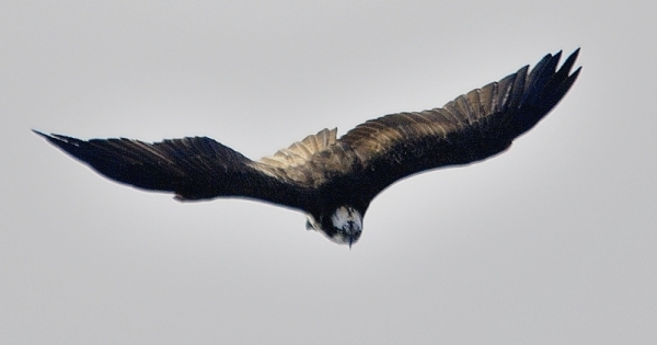 DSC5_0420_1