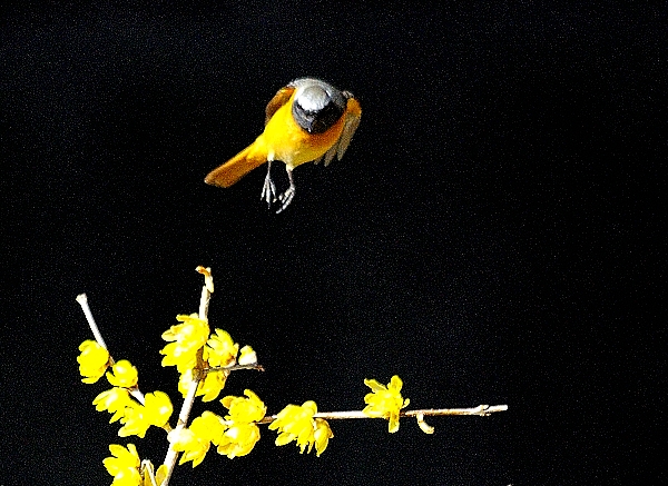 DSC10_1355_125.jpg