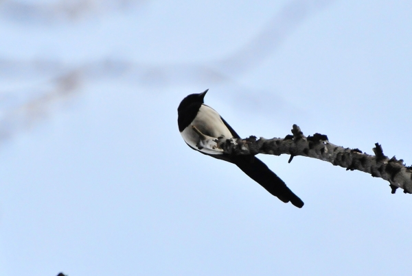 DSC7_6527.jpg