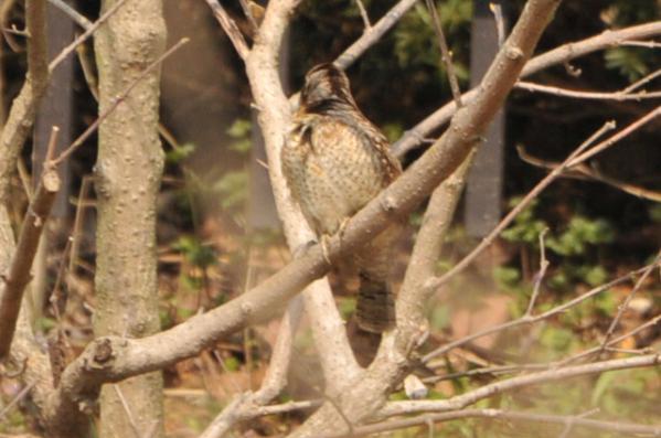 DSC_1096.jpg