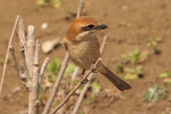 DSC_1105.jpg