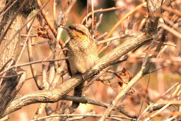 DSC_1134.jpg