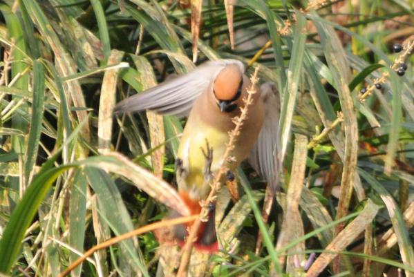DSC_2746.jpg