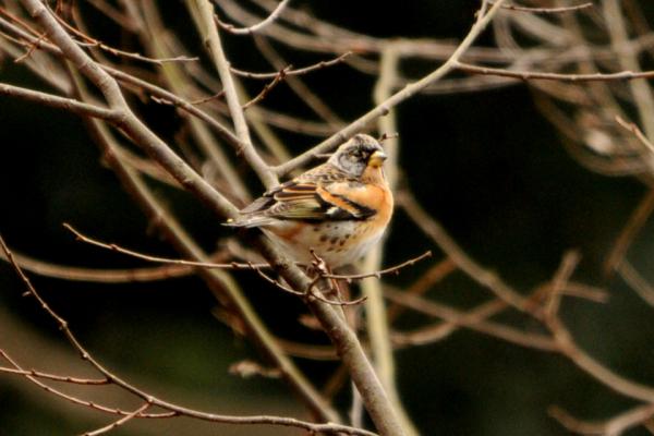 DSC_4082.jpg