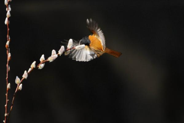 DSC_4133.jpg