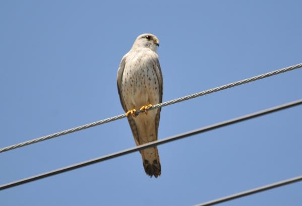 DSC_4618.jpg
