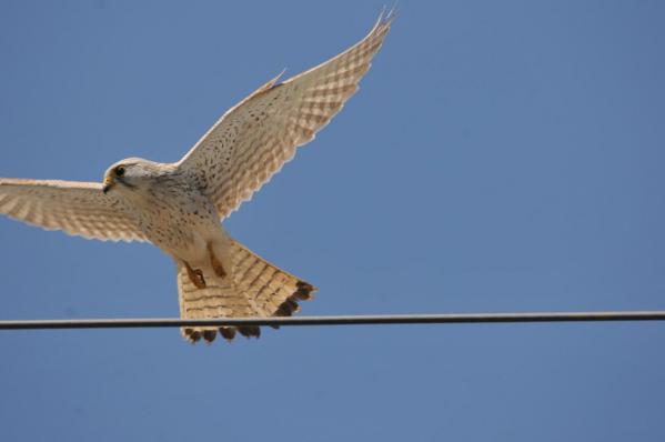 DSC_4915.jpg