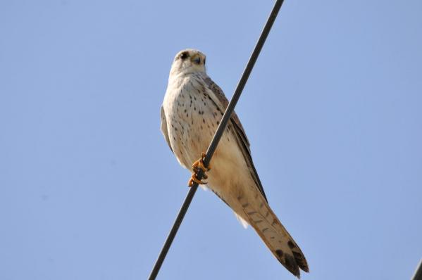 DSC_4962.jpg