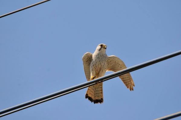DSC_5017.jpg