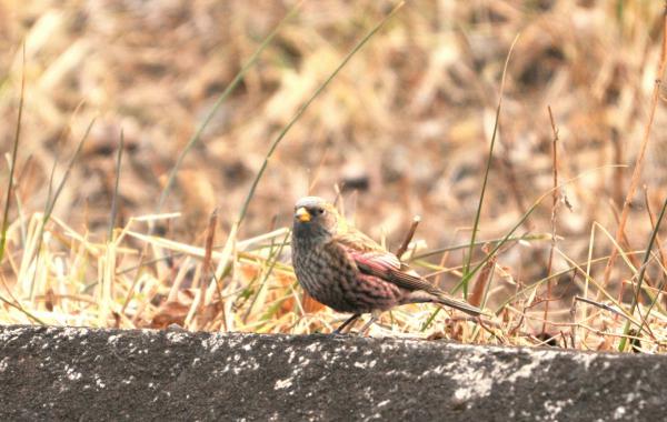 DSC_5274_sh01.jpg