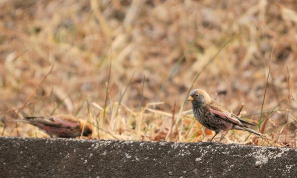 DSC_5275_sh01.jpg