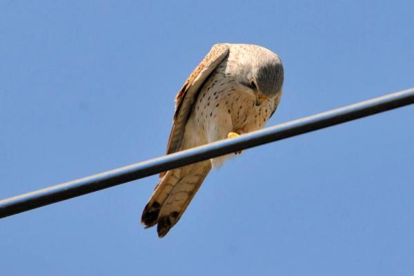 DSC_5594.jpg