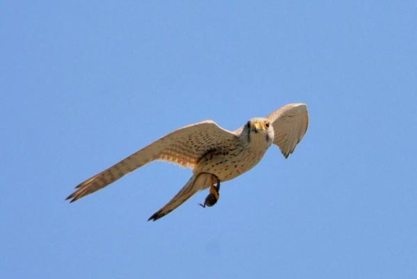 DSC_5602.jpg