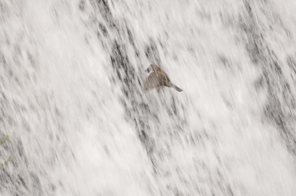 DSC_6569.jpg