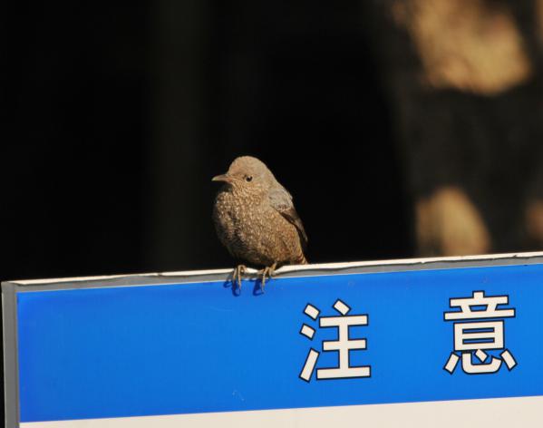 DSC_7275_sh01.jpg
