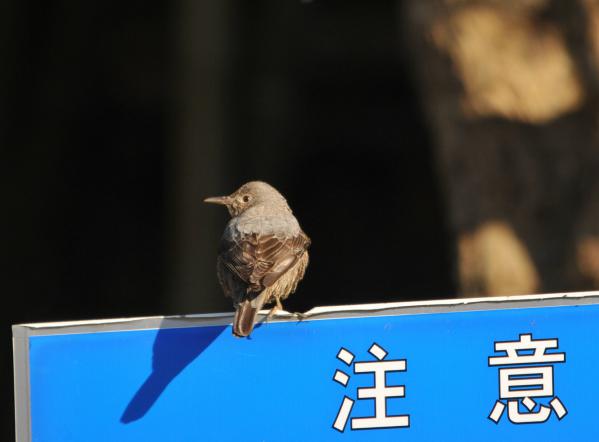 DSC_7277_sh01.jpg