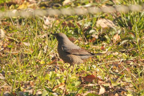 DSC_7317.jpg