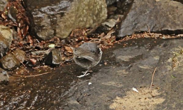 DSC_7380-005.jpg