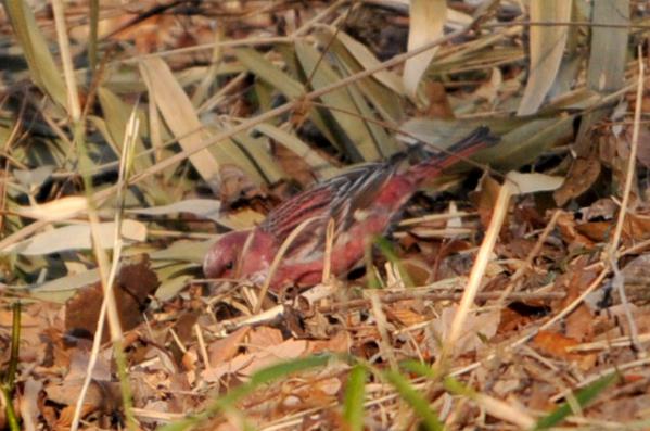 DSC_7751.jpg