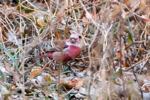 DSC_7768.jpg