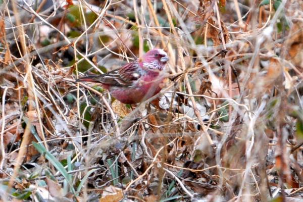 DSC_7770.jpg