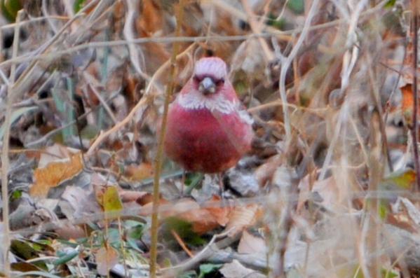 DSC_7775.jpg