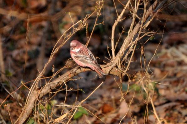 DSC_7811.jpg