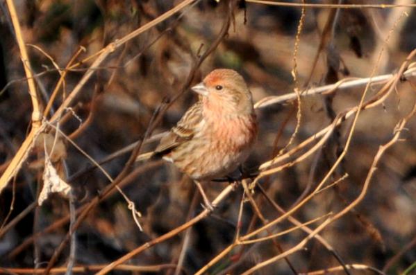 DSC_7825.jpg