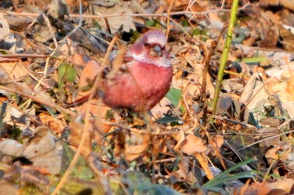 DSC_7829.jpg