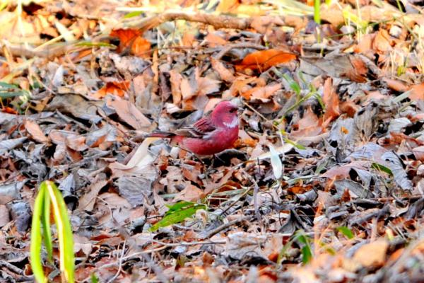 DSC_7855.jpg