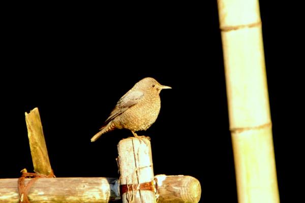 DSC_7864.jpg
