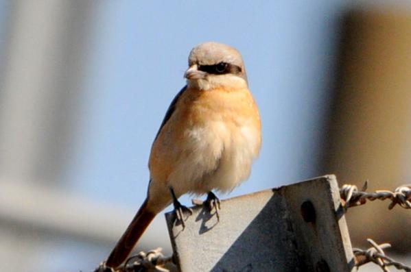 DSC_9756.jpg