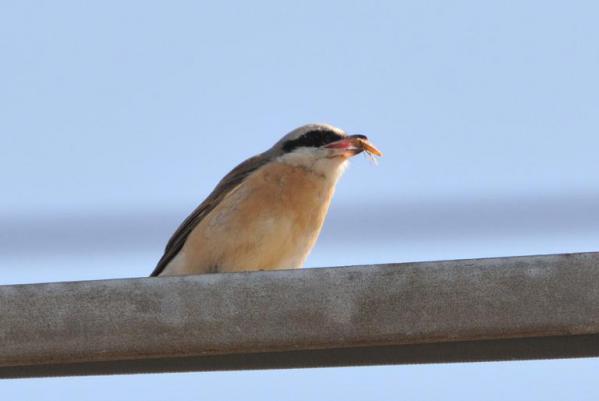 DSC_9784.jpg