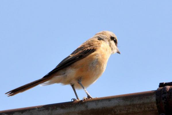 DSC_9804.jpg