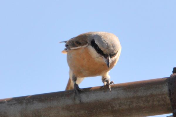 DSC_9806.jpg