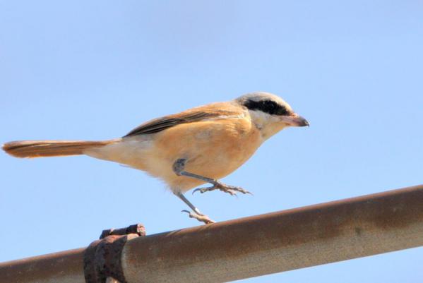 DSC_9823.jpg