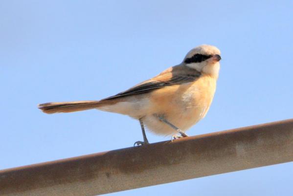 DSC_9827.jpg