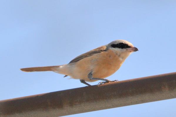DSC_9832.jpg