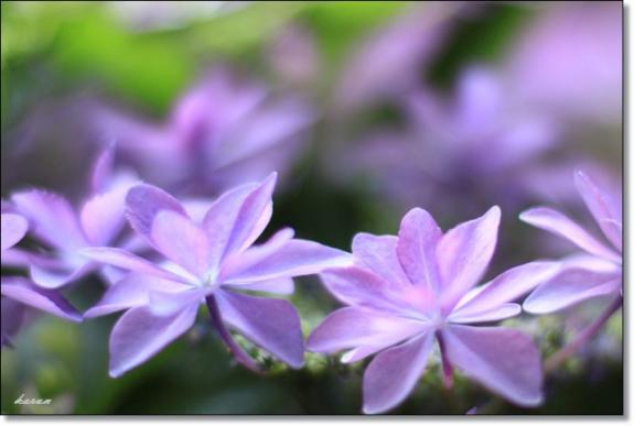 紫陽花--02